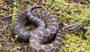 How endangered massasauga rattlesnakes are helped by private Pa. landowners, Amish tree cutters and brush hogs