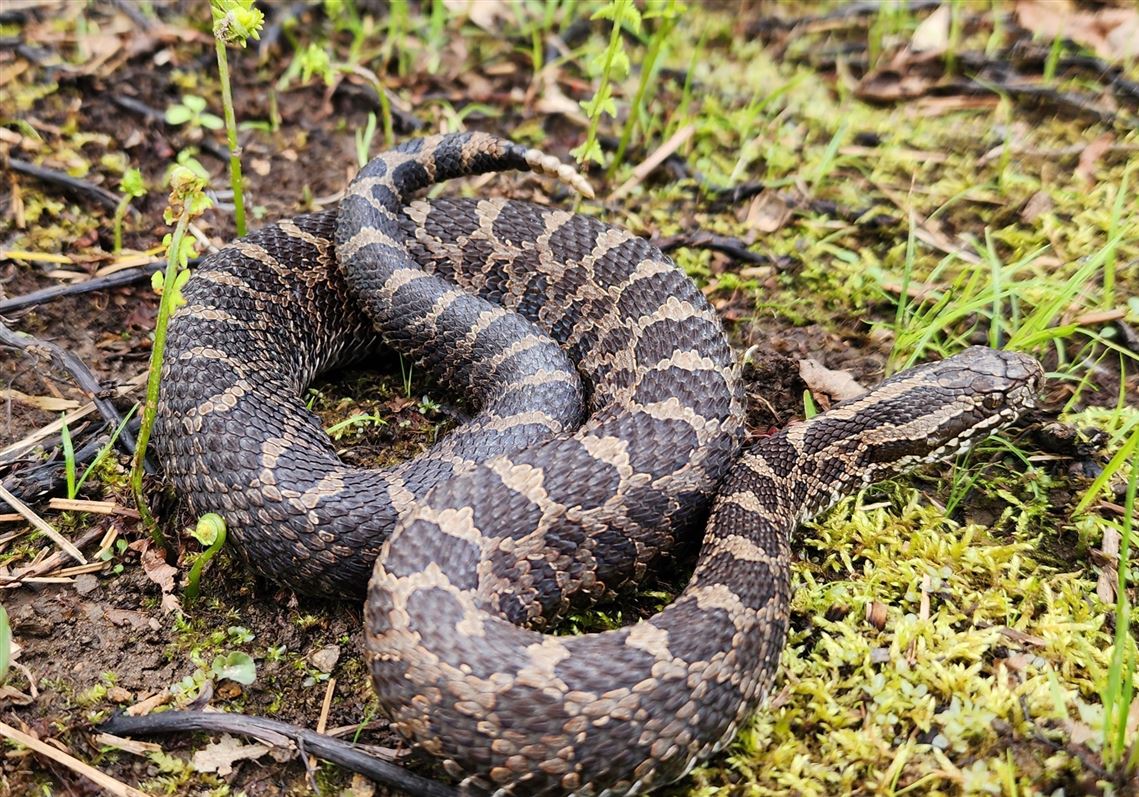 How endangered massasauga rattlesnakes are helped by private Pa. landowners, Amish tree cutters and brush hogs