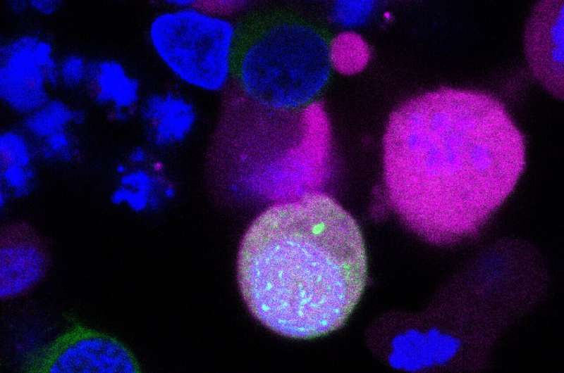 Recapitulating egg and sperm development in the dish