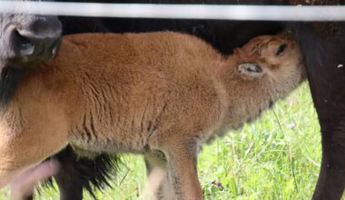Minnesota's Largest Indian Reservation Celebrates First Home-Born Bison Calf