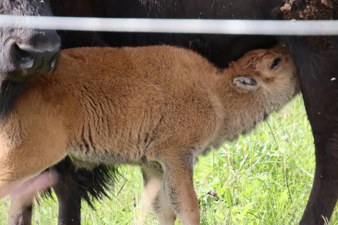 Minnesota's Largest Indian Reservation Celebrates First Home-Born Bison Calf
