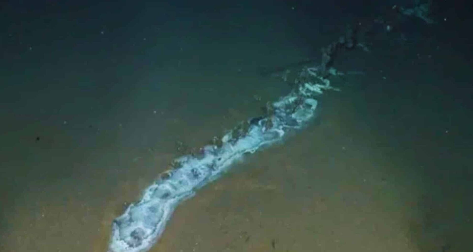 Researchers Uncover A Hidden World Flourishing Around A Massive Creature In The Ocean Depths