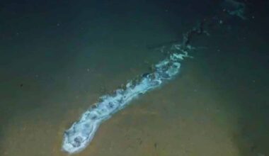 Researchers Uncover A Hidden World Flourishing Around A Massive Creature In The Ocean Depths