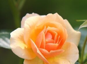 Obituary for Rosie V. Houston