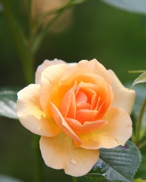 Obituary for Rosie V. Houston
