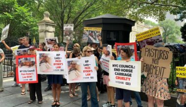 Push to ban NYC carriage horse industry continues with City Hall rally days after equine’s death