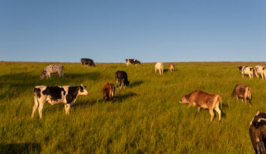 Cows grazing on a green hillside under a clear blue sky