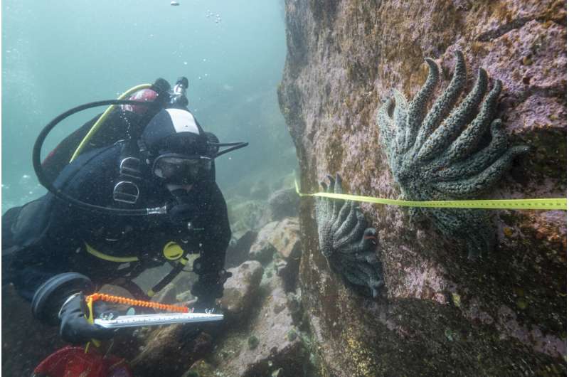 Scientists say they have solved the mystery of what killed more than 5 billion sea stars