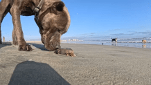 A dog sniffing a sea slug at Coronado dog beach.