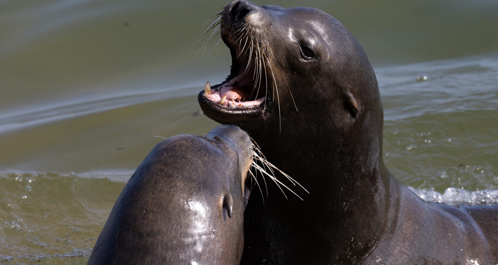Rare Sea Lion Attack on 9-Year-Old Surfer Near Monterey Raises Warnings, Questions
