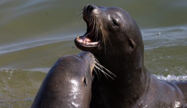 Rare Sea Lion Attack on 9-Year-Old Surfer Near Monterey Raises Warnings, Questions