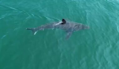 More great white sharks in New England waters, why? – NBC Boston