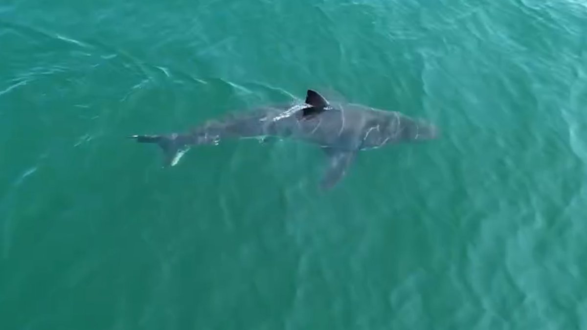 More great white sharks in New England waters, why? – NBC Boston