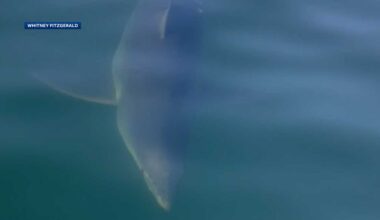 NH residents have close encounter with shark off coast