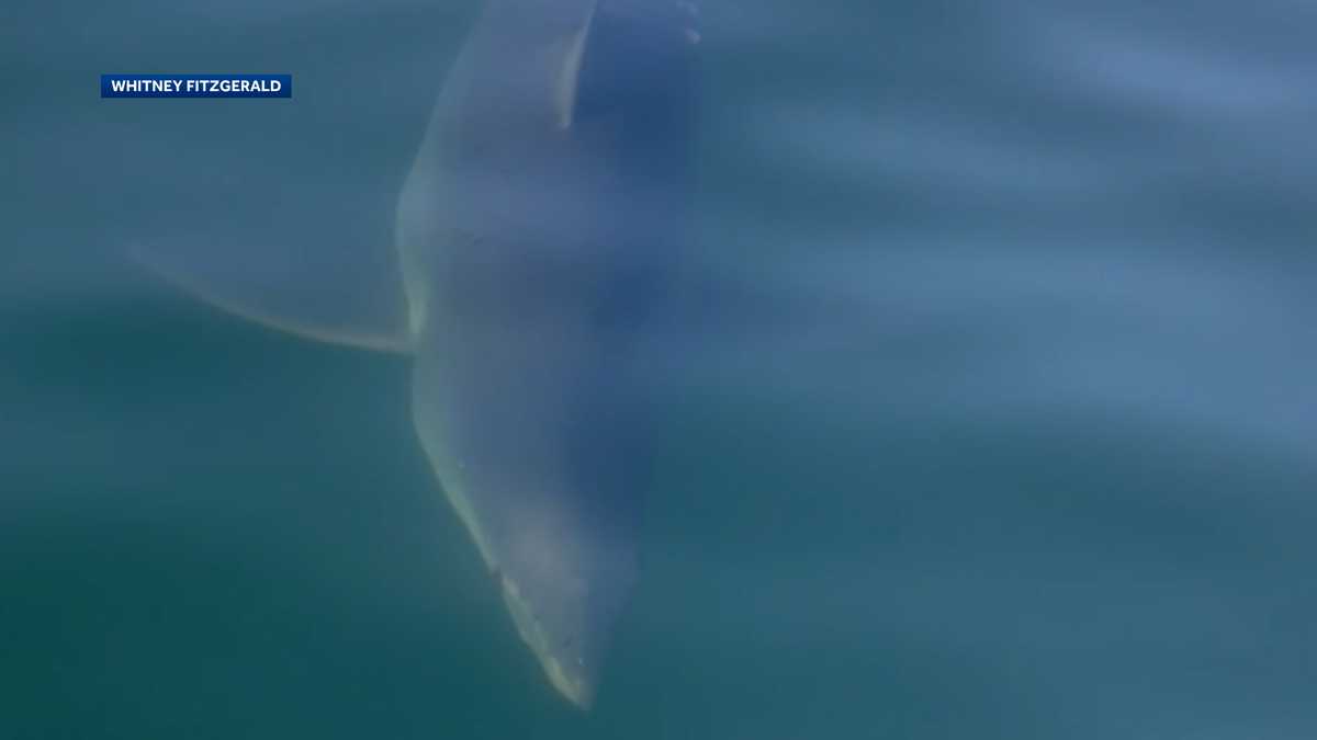 NH residents have close encounter with shark off coast