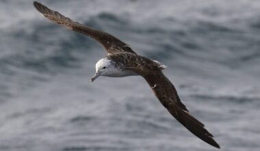 Scientists Confirm What Every Beachgoer Secretly Fears About Seabirds