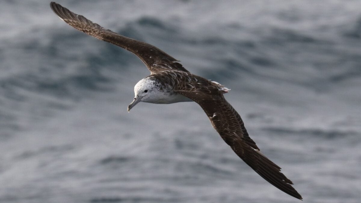 Scientists Confirm What Every Beachgoer Secretly Fears About Seabirds