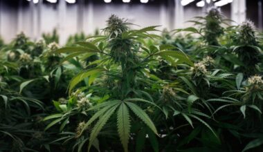One more blow to state's legal weed industry