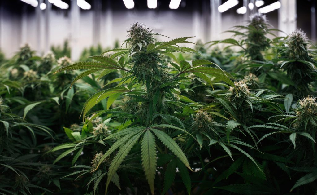 One more blow to state's legal weed industry
