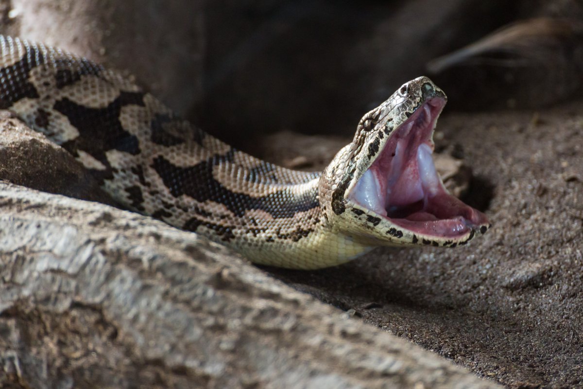 Snake stock image
