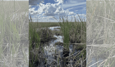 Can You Spot the Gator in This Photo?
