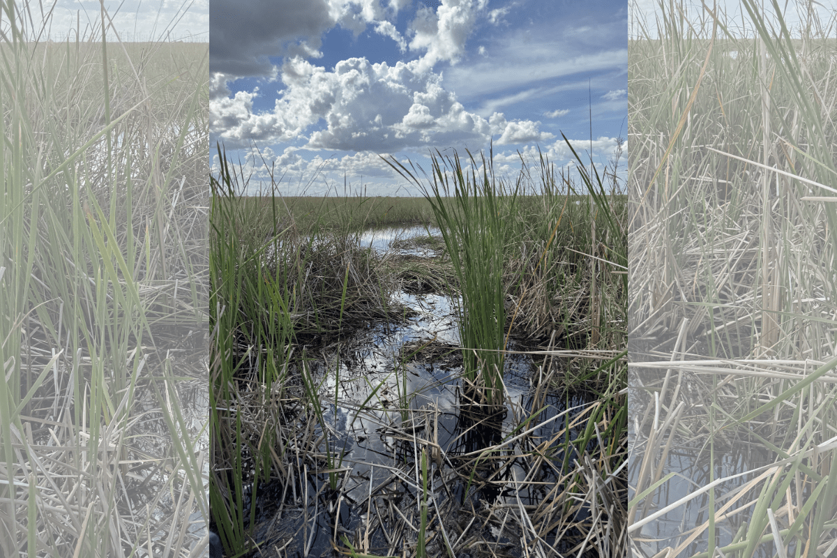Can You Spot the Gator in This Photo?