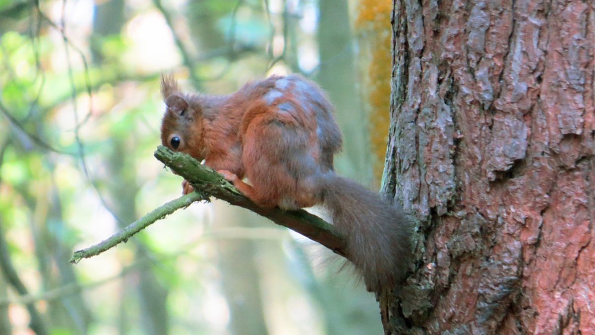Squirrel Pox