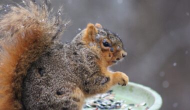 People Are Now Seeing 'Zombie' Squirrels in Their Backyards