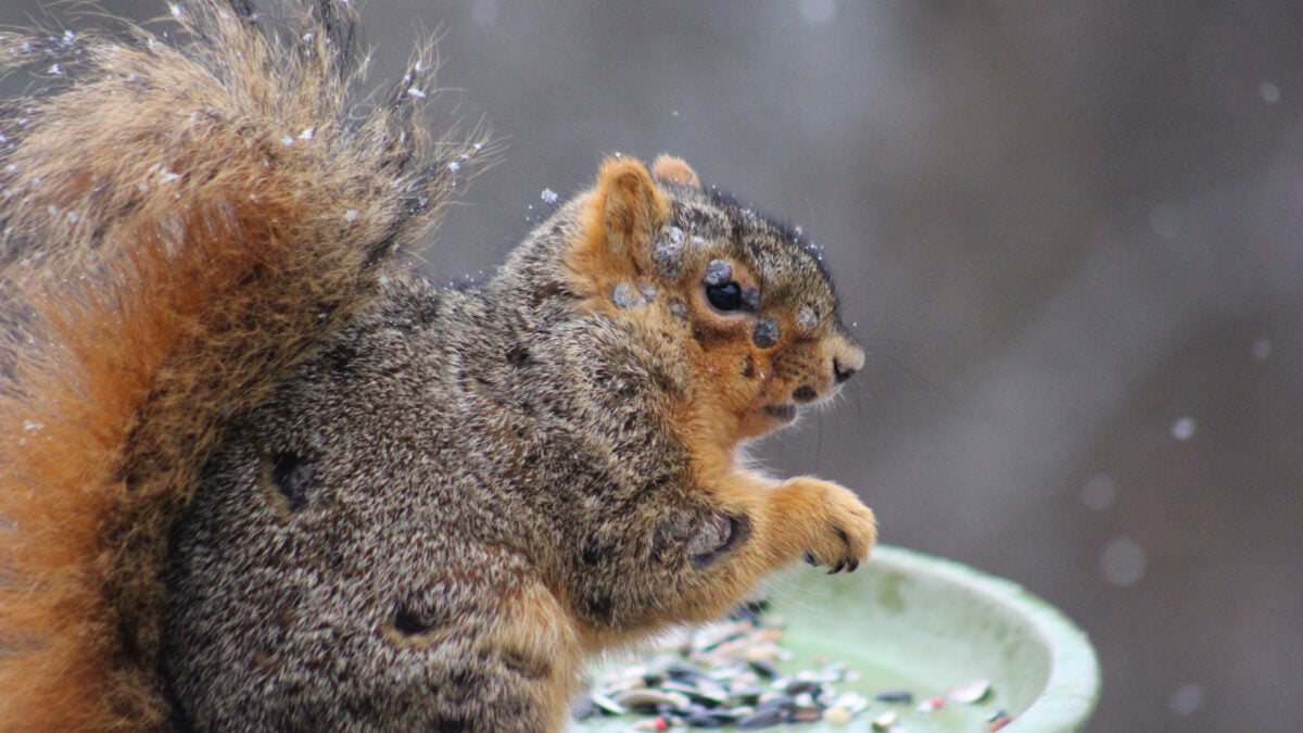 People Are Now Seeing 'Zombie' Squirrels in Their Backyards