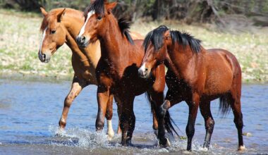 Scottsdale Salt River wild horses...