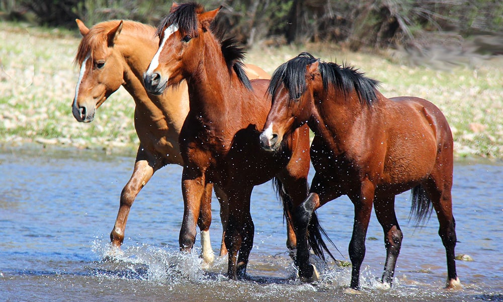 Scottsdale Salt River wild horses...
