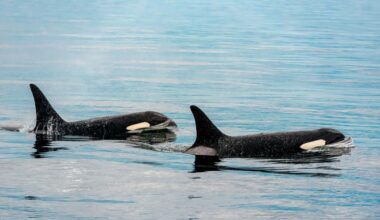 Baja California Sur establishes regulations for swimming with orcas