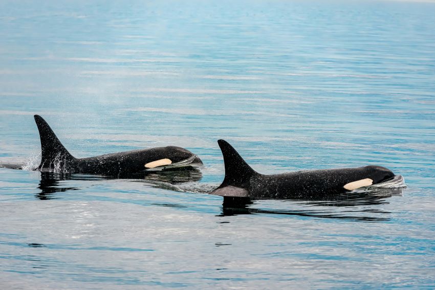 Baja California Sur establishes regulations for swimming with orcas