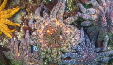 Billions of Sea Stars Are Wasting Away, And We Finally Know Why : ScienceAlert