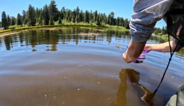 Endangered frog species is hopping around Southern California once again – San Diego Union-Tribune