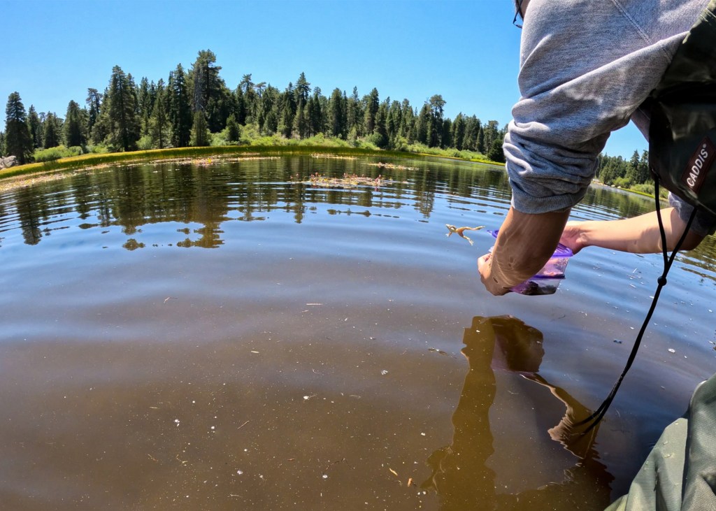 Endangered frog species is hopping around Southern California once again – San Diego Union-Tribune