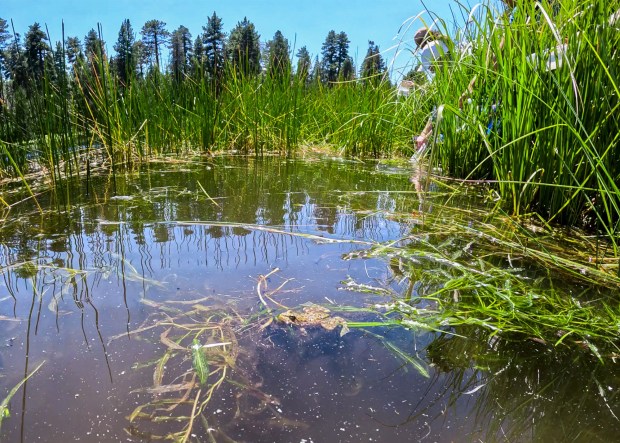 A newly released mountain yellow-legged frog in Bluff Lake. The frog is one of more than 350 that were reintroduced to Southern California this month. (Courtesy of Birch Aquarium)