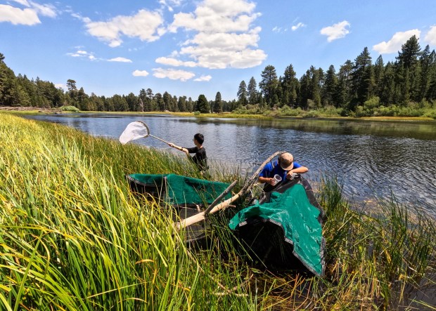 The Birch Aquarium frog care team collects insects for the group of frogs that were held in a monitored habitat before being released into the San Bernardino Mountains. (Courtesy of Birch Aquarium)