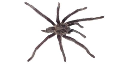Meet The 'Genital King' Tarantula And Its Record-Breaking Sexual Organ : ScienceAlert