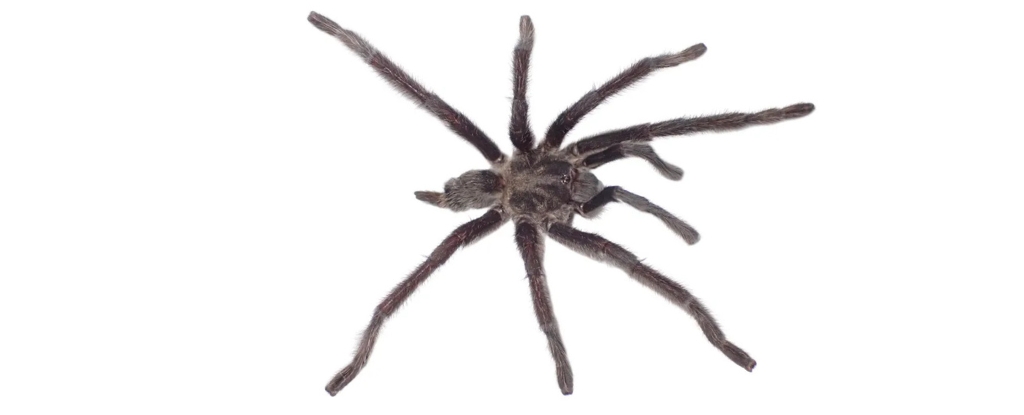 Meet The 'Genital King' Tarantula And Its Record-Breaking Sexual Organ : ScienceAlert