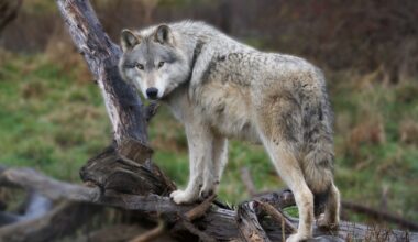 Collared Colorado wolf found dead in Wyoming