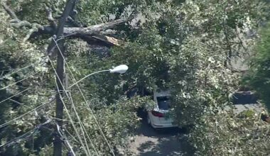 Woman seriously injured after tree lands on vehicle in Dallas, officials say