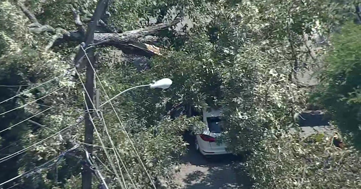 Woman seriously injured after tree lands on vehicle in Dallas, officials say