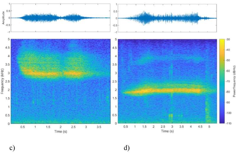 Twinkle, twinkle leopard seal: Songs below the ice flow like nursery rhymes