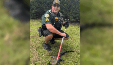 Deputy wrangles gator spotted near Florida school
