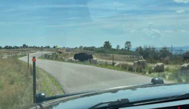 Park rangers responded to loose bison at Daniels Park in DougCo on Monday