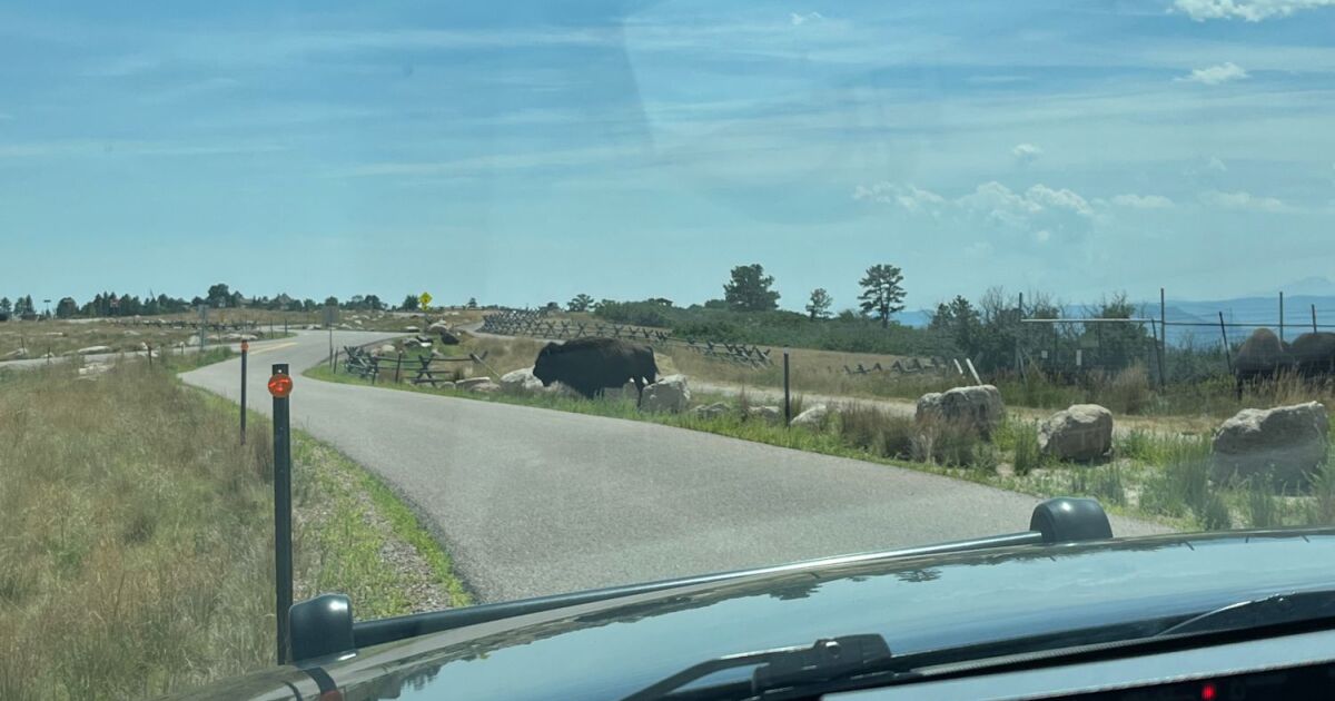 Park rangers responded to loose bison at Daniels Park in DougCo on Monday