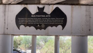 Tucson's "Bat Bridges" offer sunset spectacle