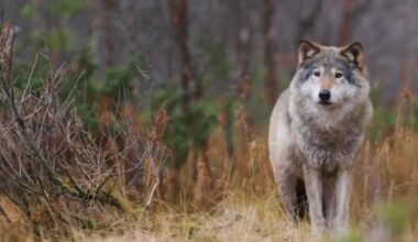 Judge rules U.S. Fish & Wildlife Service violated ESA over western wolves