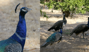 Glendale peacocks are costing thousands of dollars, damaging property